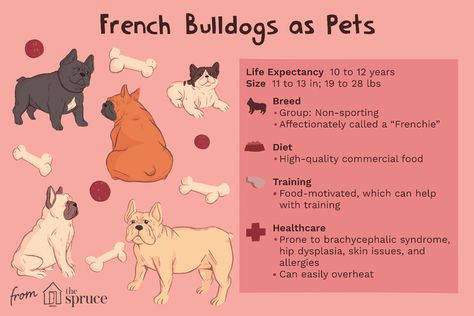 Meet the Lovable French Bulldog French Bulldog Breed, Pharaoh Hound, Dog Information, Funny Dog Memes, Pet Boutique, Cute Dogs And Puppies, Pet Life, Skin Issues, Dog Memes