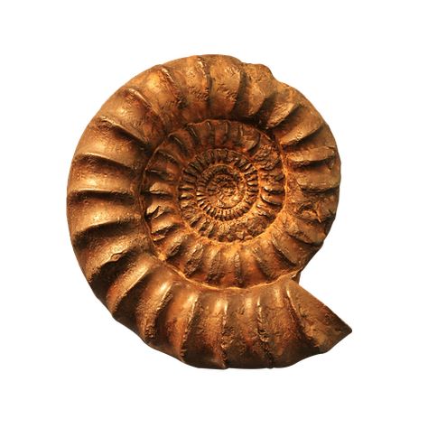 50+ Free Ammonites & Fossil Photos - Pixabay Cute Summer Wallpapers, Ammonite Fossil, Summer Wallpaper, Design Wall, Image Frame, Free Pictures, Free Png, Art Classes, Free Photos