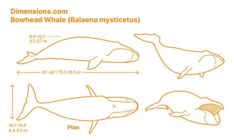 Southern Right Whale, Bowhead Whale, Right Whale, Baleen Whales, Human Drawing, Cardboard Art, Marine Biology, Crocodiles, Whales