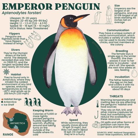 World Penguin Day, nature infographic, wildlife infographic, penguin info, penguin poster, wildlife poster, wildlife facts, penguin facts, antarctica, climate change, climate change infographic Nature Infographic, Wildlife Infographic, Penguin Poster, Notebooks Ideas, Penguin Facts, Wildlife Poster, Wildlife Facts, Penguin Day, Emperor Penguins