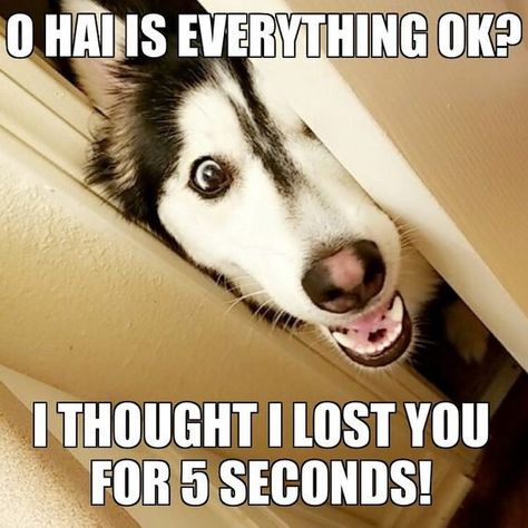 16 Warning Signs That Show Siberian Huskies are the Worst Friends Ever – Page 2 – The Paws Pomchi Dogs, Husky Quotes, Siberian Husky Funny, Alaskan Husky, Dog Meme, Husky Funny, Husky Lover, Siberian Husky Dog, Drawing Tattoo