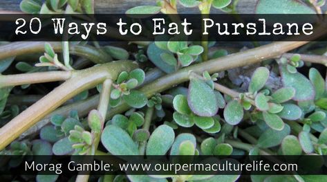 Purslane Benefits, Purslane Recipe, Common Garden Weeds, Watermelon Slushie, Light Summer Meals, Vegetable Sticks, Foraging Recipes, Healthy Diets, Foraged Food