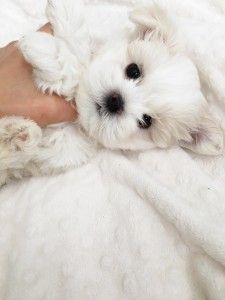 Teacup Maltese For Sale, Blue Blood Bulldog, Puppies Maltese, Teacup Poodle Puppies, Puppy List, Maltese Puppies For Sale, Cute Teacup Puppies, Toy Dog Breeds, Teacup Maltese