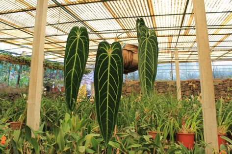 Queen Anthurium, Big Potted Plants, Anthurium Care, Anthurium Warocqueanum, Rainforest Plants, Organic Fertilizer, Mother Plant, Yellow Leaves, Xiamen