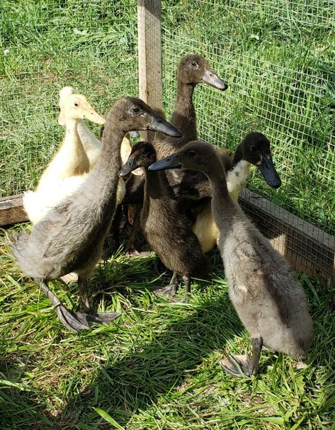 Indian Runner Ducks | Wild Acres Indian Running Ducks, Drake Live, Indian Runner Ducks, Duck Breeds, Runner Ducks, Small Lizards, Wild Duck, White Runners, Farm Gate