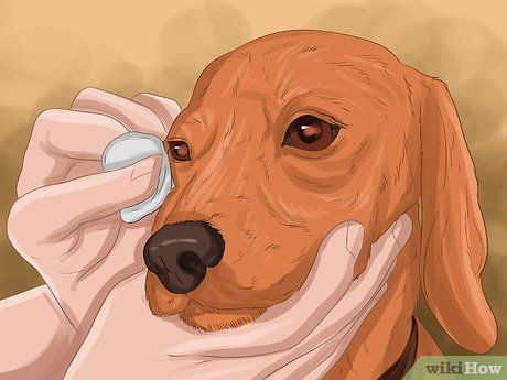 Cherry Eye In Dogs Remedies, Cherry Eye In Dogs, Eye Infection In Dogs, Dogs Eyes Problems, Goopy Eyes, Treating Pink Eye, Eye Drops For Dogs, Meds For Dogs, Puppy Checklist