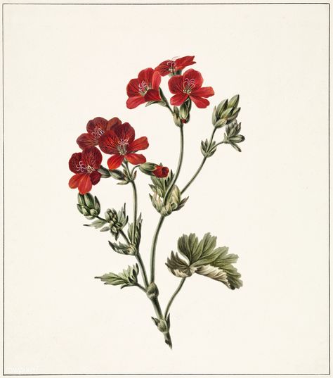 Red flower by M. de Gijselaar (1830). Original from the Rijks museum. Digitally enhanced by rawpixel. | free image by rawpixel.com Geranium Tattoo, Free Illustration Images, Red Geraniums, Botanical Wall Decor, Red Art Print, Flower Illustration, Red Flower, Botanical Illustration, Geraniums