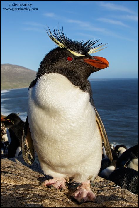 Penguin Photos, Bird Magic, Georgia Trip, Rockhopper Penguin, Falkland Islands, Penguin Book, Worlds Finest, South Georgia, Baby Penguins