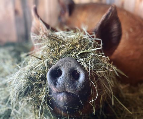 Pig Shelter, Pig Waterer, Pig Breeds, Raising Pigs, Old Washing Machine, Make A Door, Laying Hens, Dairy Goats, Overwintering