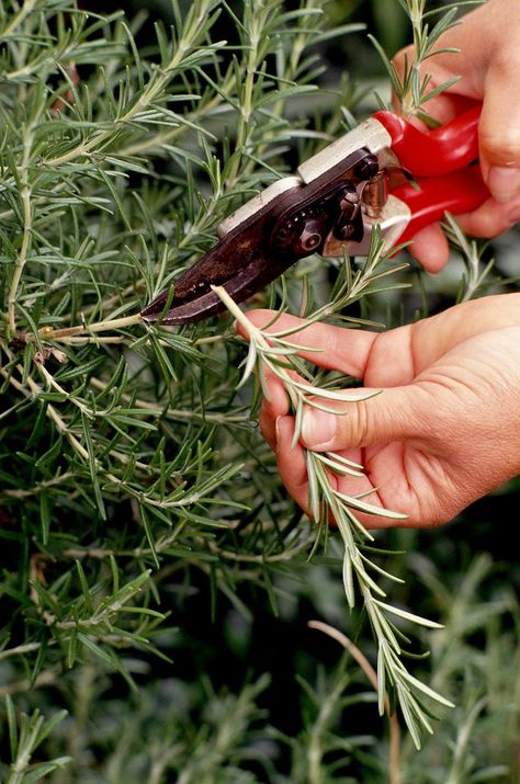 Harvesting Rosemary, Harvest Rosemary, Prune Rosemary, Growing Rosemary Indoors, Plants From Cuttings, Growing Rosemary, Tattoo Plant, Rosemary Plant, Growing Lavender