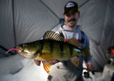 Best Ice Fishing Lures for Perch of 2022 | Outdoor Life Best Bass Lures, Ice Fishing Lures, Bass Lures, Striped Bass, Fish House, Catching Fish, Tackle Box, Fish Fillet, Ice Fishing