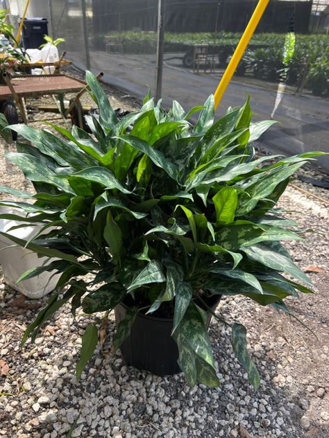 14” Aglaonema Maria 2.5-3' Aglaonema Maria, Plants, Flowers