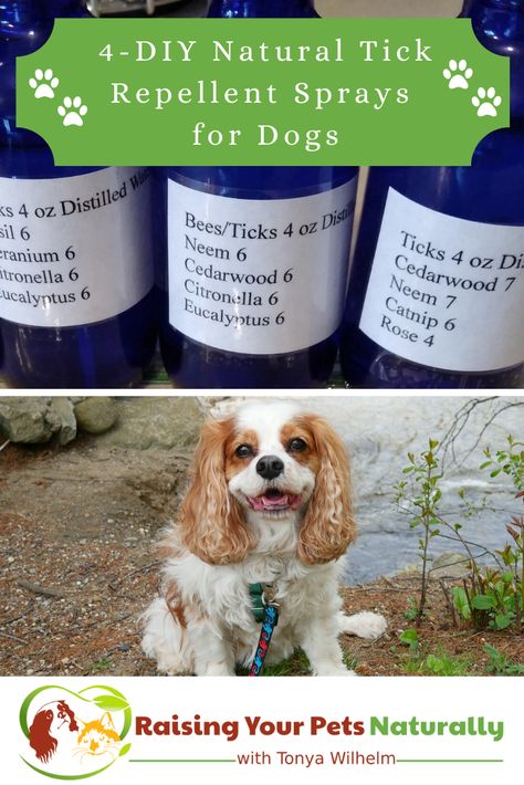 Diy Essential Oil Flea And Tick Spray For Dogs, Diy Tick And Flea Repellent For Dogs, Dog Tick Spray, Dog Tick Repellant Diy, Homemade Tick Repellent For Dogs, Diy Dog Flea And Tick Repellent, Dog Repellent Spray For Yard, Natural Tick Repellent For Dogs, Diy Tick Repellent For Dogs