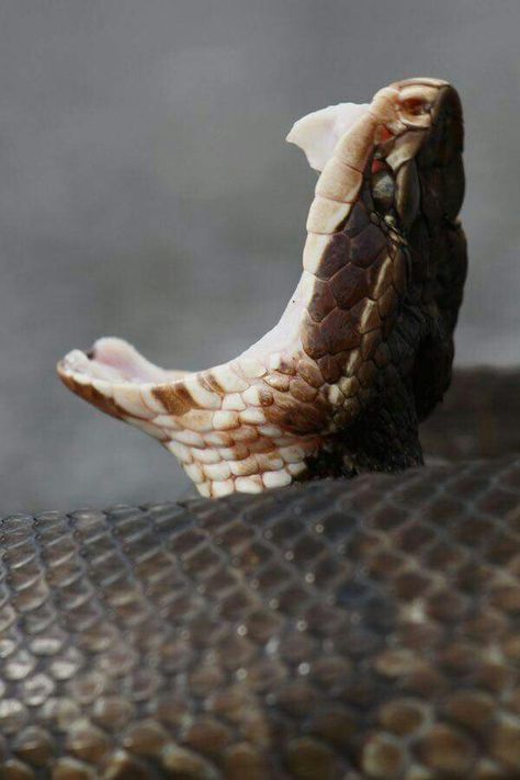 Cottonmouth Cotton Mouth Snake, Orochimaru Aesthetic, Cottonmouth Snake, Snake Species, Spiders And Snakes, Water Snake, Deadly Animals, Poisonous Snakes, Rattle Snake