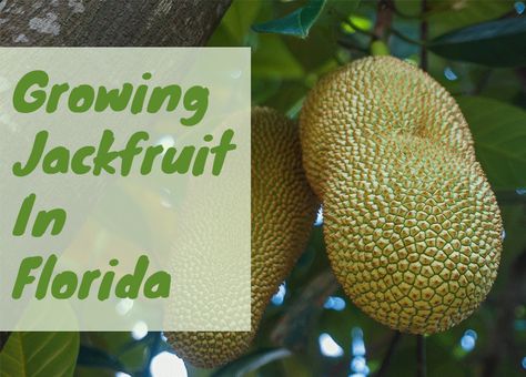 How To Grow Jackfruit in Florida | Choosing the best variety Growing Jackfruit, Grow Jackfruit, Trees Backyard, Fruit Trees Backyard, Jackfruit Tree, Outdoor Gardens Landscaping, Foliar Spray, Florida Gardening, Build A Greenhouse