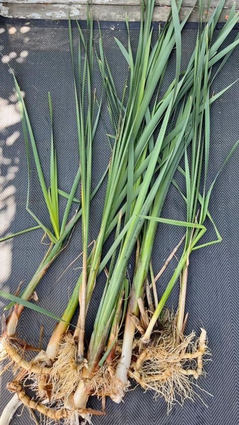 Cattails are a great option for foraging because they are so easy to find and you can use every part of the plant! The rhizomes can be used as flour, stems for cooking or pickling and the leaves for weaving and decorations. If you don’t know where to start with harvesting cattails I hope this reel can give you some direction! Happy wild harvesting 😁 #foraging #wildharvest #cattail #cattails #sustainable #northernwildflowers | Northern Wildflowers | Northern Wildflowers · Original audio Wild Harvest, Cat Tail, Felt Art, The Plant, Being Used, Flour, Wild Flowers, To Start, Weaving