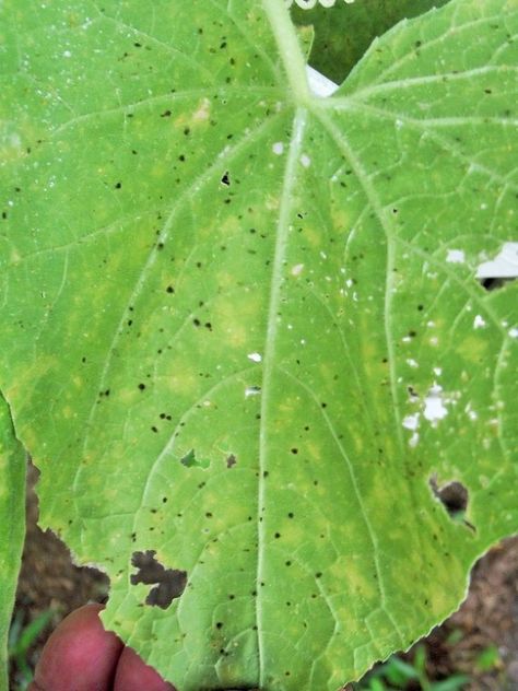 We have got bugs and eggs and can't figure out what they are or what to use so we don't lose the plants, the cucumbers are already coming and they are being attacked by these bugs. Can some one help? Please!! Bug Eating Plants, Insect Eggs, Green Bug, Zucchini Plants, Kill Bugs, Plant Bugs, Squash Plant, Watermelon Plant, Bug Off