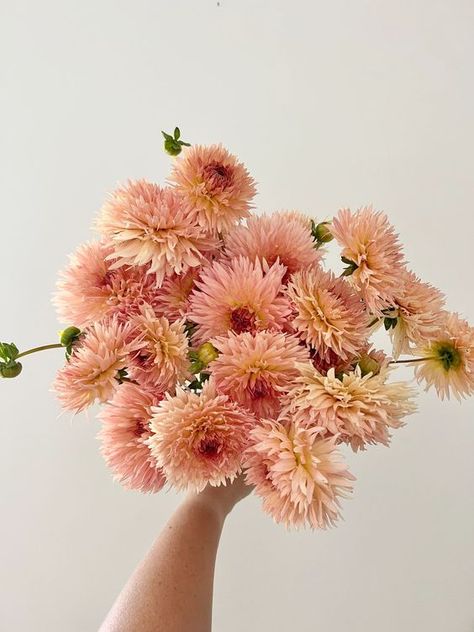 Peach Fuzz dahlias as a mono flower wedding bouquet or centerpiece are pure perfection Peach Dahlia, Fuzzy Peach, Wedding Cake Peach, Pantone 2024, Blush Decor, Growing Peonies, Peach Aesthetic, Unique Wedding Flowers, Peach Fuzz