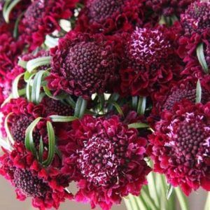 Raspberry Scabiosa, Solarium Ideas, Xmas Flowers, Black Plants, Daucus Carota, Flower Colors, Flower Guide, Wine Bottle Diy Crafts, Red Raspberry