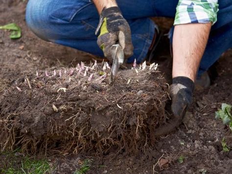 Dividing Peonies, Peony Care, Planting Peonies, Growing Peonies, Backyard Garden Landscape, Organic Vegetable Garden, Peonies Garden, Organic Gardening Tips, Backyard Garden Design