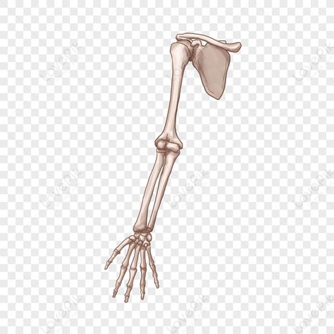 Upper limb, human body, medicine, medical, arm, arm, anatomy, bones, skeleton, bones upper limb, human body, medicine, medical, arm, anatomy, bones, skeleton Upper Limb Anatomy, Arm Anatomy, Arm Bones, Anatomy Bones, Png Free Download, Digital Media Marketing, Vi Design, Copy Print, Image File Formats