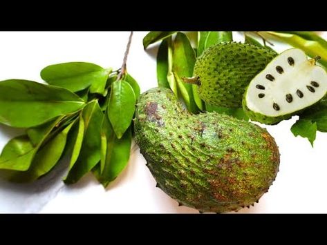 Soursop Tea, Soursop Leaves, Herbs Medicinal, Increase Breastmilk, Fruit Benefits, The Marvels, Vegan Soup Recipes, Healthy Digestive System, Healthy Coffee