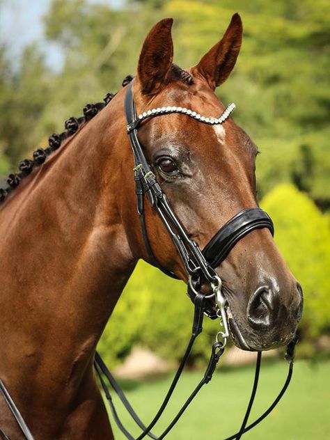 Horse Pics, Reference Pics, Oldenburg, Horse Tack, Country Life, Ponies, Equestrian, Horses, Animals