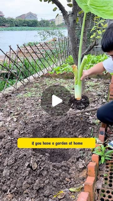 SRK Garden on Instagram: "Elephant ear plants

#srkgarden #garden #tipsforgarden #greengarden #gardens #gardendecor #gardenideas #gardenlover #gardengoals #gardentipss #gardenroses #gardenplants #gardenview #indoorgarden #backyardgarden #gardenshouse" Elephant Ears Plants, Elephant Ear Plants, Elephant Ear Plant, Elephant Ears, Elephant, Home And Garden, Plants, On Instagram, Instagram