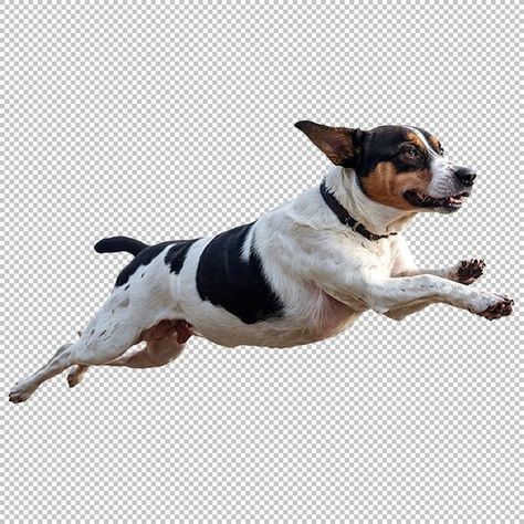 Dog Running, Dog Runs, Russell Terrier, Jack Russell Terrier, Jack Russell, Cute Dog, Cute Dogs, Moon, Running