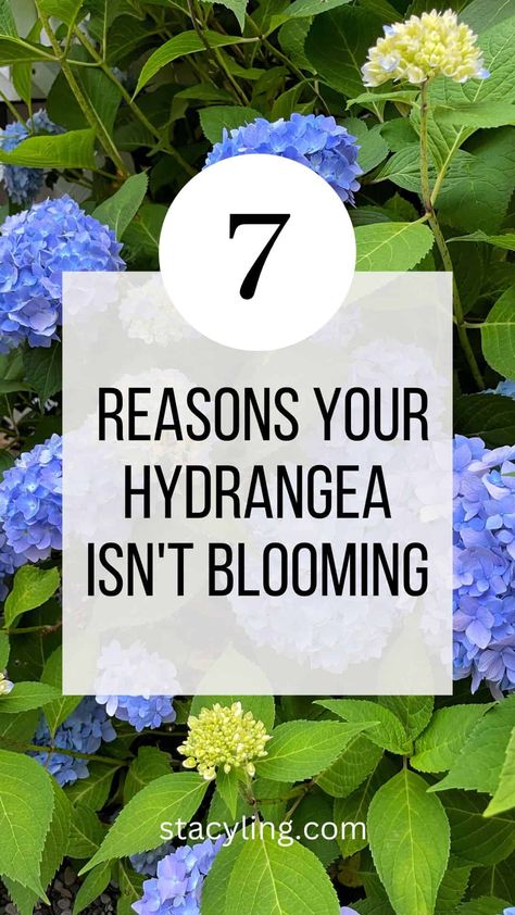 Hydrangea Not Flowering, Flower Bed With Hydrangeas, Care For Hydrangea Plants, Why Hydrangeas Don't Bloom, How To Get Hydrangeas To Bloom, How To Make Hydrangeas Bloom, Decorating With Hydrangeas, How To Fertilize Hydrangeas, When To Plant Hydrangeas In Ground