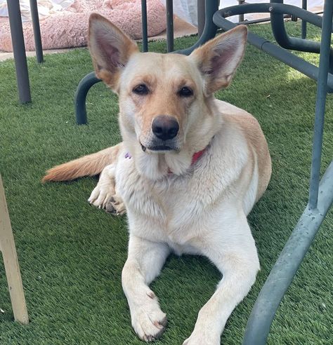 Luna 2 is an adoptable german shepherd dog searching for a forever family near Creston, CA. Use Petfinder to find adoptable pets in your area. German Shepherd Mix Labrador, German Shepherd Mix, Dog Labrador, Dog Search, Labrador Retriever Mix, Helping The Homeless, German Shepherd Dog, Forever Family, German Shepherd Dogs