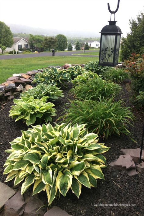 Hosta Gardens, Front Garden Landscape, Small Front Yard Landscaping, Walking On Sunshine, Home Landscaping, Front Yard Garden, Garden Yard Ideas, In Front Of House, Front House Landscaping