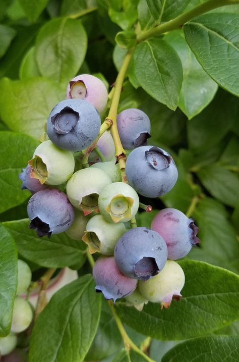 Gardening 101: Blueberries Blueberries Growing, Muffin Healthy, Muffin Blueberry, Acidic Soil, Growing Blueberries, Edible Gardening, Vegetable Garden Planner, Edible Gardens, Blueberry Plant