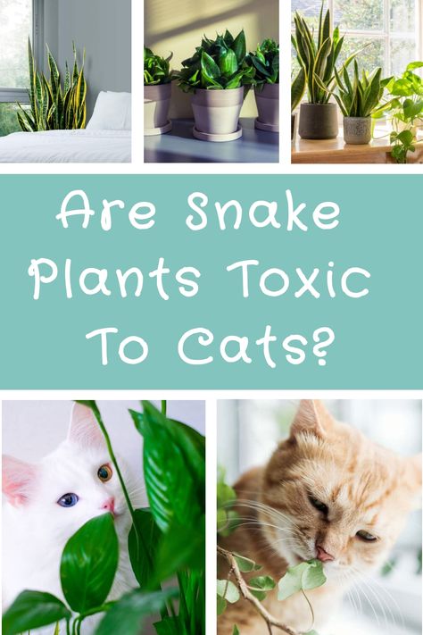 Are Snake Plants Toxic To Cats? Plants Toxic To Cats, Toxic To Cats, Toxic Plants For Cats, Snake Facts, Snake Plants, Household Plants, Cat Plants, Hibiscus Plant, Curious Creatures