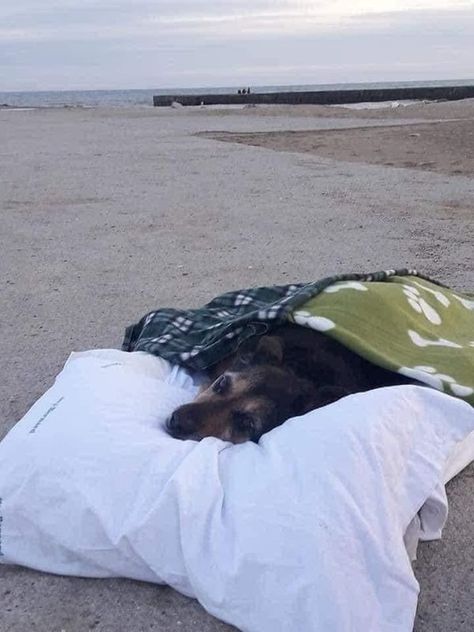 Fabulous Lovers Of Weird Everything | A man who took his terminal dog to see the sea for the last time wrote: "I'm crazy for bringing you here in your condition.. | Facebook Elderly Dogs, Sick Dog, Serious Illness, Terminal Illness, Happy Together, Weird World, The Last Day, In Peace, Rest In Peace