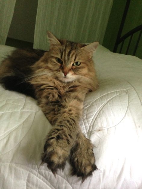 Siberian cat Siberian Cat Brown, Aesthetic Warrior, Cat Bored, Bored Cat, Glowing Tips, Cats Brown, Watermelon Cat, Siberian Forest Cat, Cat Personality