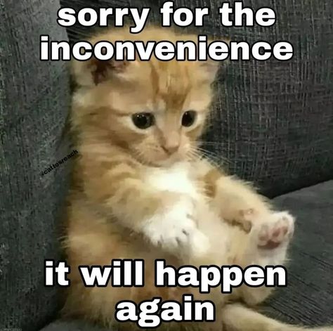 Sorry Cat Images, Im Sorry Cat, Cat Saying Sorry, Cat Memes Love, Sorry Memes, Cat Sorry, Cursed Cats, Funny Sorry, Cat Text