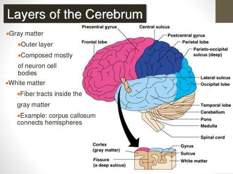 Cerebrum Anatomy, Cerebrum Anatomy Notes, Occipital Lobe, Corpus Callosum, Frontal Lobe, White Matter, Limbic System, Central Nervous System, Human Anatomy And Physiology