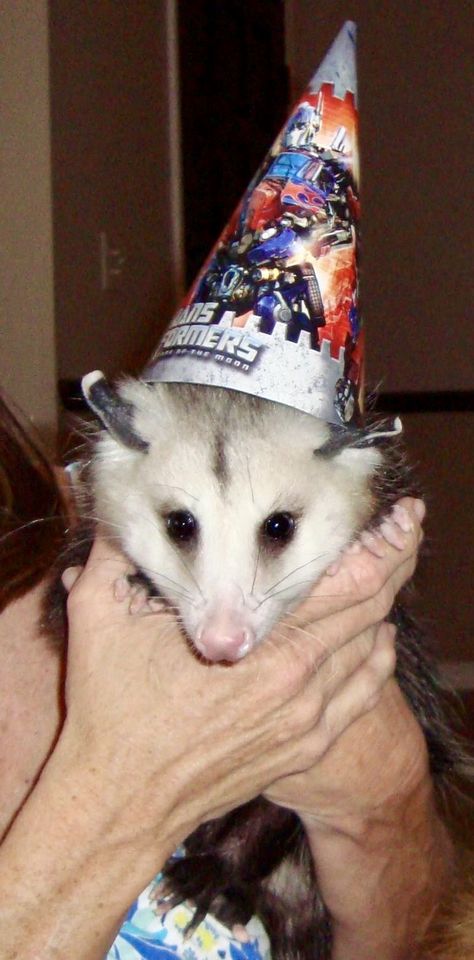 Penelope at birthday party! Birthday Opossum, Birthday Possum, Opossum Birthday, Possum Birthday, Awesome Possum, Trash Panda, Little Critter, Silly Animals, Birthday Images