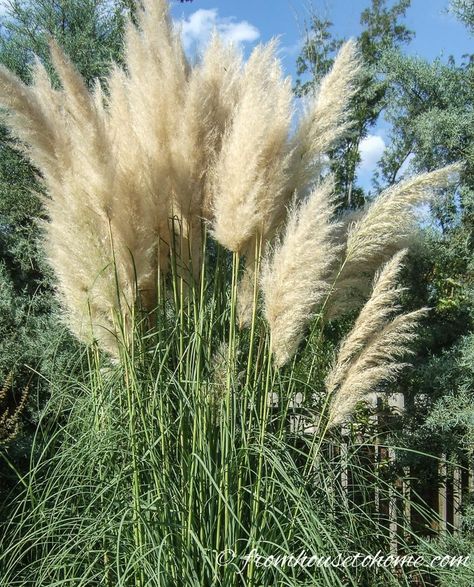 This list of invasive plants is the BEST! I love gardening but don't want to do a lot of work maintaining the plants. Now I know which perennial species to avoid planting in my garden! #fromhousetohome #invasiveplants #gardeningtips #gardenideas #gardening Growing Pampas Grass Plants, Pampas Grass Planting, Deer Grass Plant, Pampas Grass Wings, Braided Ornamental Grasses, Plants That Love Shade, Japanese Inspired Garden, Wisteria Plant, Bamboo Species