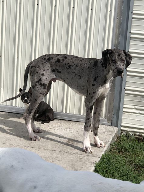 Ford, our 8 month old Merle Great Dane. ❤️ Grate Danes, Brown Great Dane, Merle Great Danes, Dane Puppies, Animal Mask, Great Dane Puppy, Great Dane Dogs, Dream Dog, Animal Masks