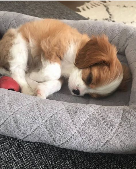 King Charles Puppies, Cavalier Puppy, Cavalier King Charles Dog, King Charles Dog, King Charles Cavalier Spaniel Puppy, Söt Katt, Puppies And Kitties, Spaniel Puppies, Cute Dogs And Puppies