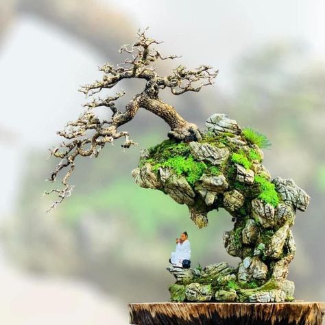 Bonsai On The Rock, Bonsai Mame, Bonsai Forest, Bonsai Ideas, Mame Bonsai, Bonsai Art, Bonsai Tree, The Rock, Forest