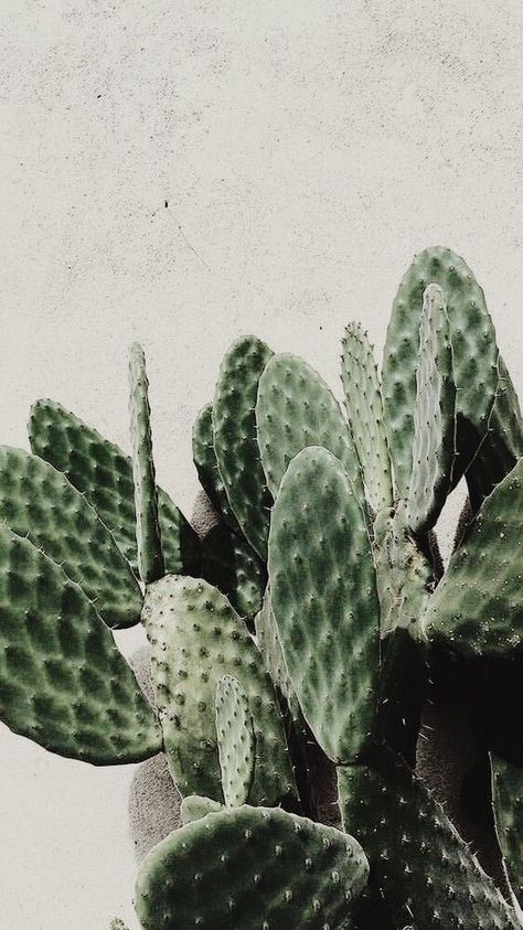 Miniature Greenhouse, Desert Aesthetic, Plant Wallpaper, Plant Aesthetic, Cactus Plant, Ios Wallpapers, Cactus Y Suculentas, Cacti And Succulents, Green Aesthetic