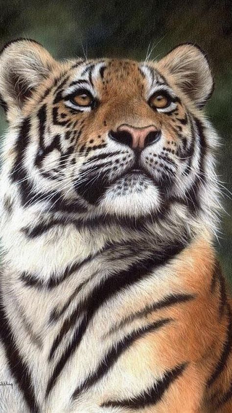 ✨❤️Gorgeous Love Tiger Fotografie, Tiger Photography, Dog Portraits Art, Tiger Love, Tiger Painting, Tiger Pictures, Animal Reference, Majestic Animals, Animal References