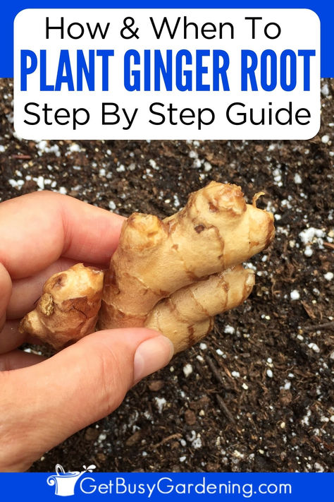 a hand holding a knob of ginger above potting soil Planting Ginger Root, Planting Ginger, Plant Ginger, Growing Ginger Indoors, Garden Hacks Diy, Growing Ginger, Tattoo Plant, Ginger Plant, Small Vegetable Gardens