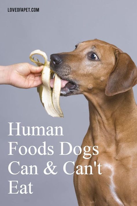 29 Human Foods Dogs Can and Can't Eat Things Dogs Cant Eat, Human Food For Dogs, Dog Commands Training, Foods Dogs Can Eat, Dog Potty Training, Dog Treats Homemade Recipes, Dog Training Advice, Dog Brain, Dog Training Videos