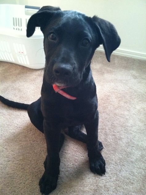 Labradane puppy Duke at 3 months old. Black lab great dane mix Black Great Dane Puppy, Black Pitbull Puppies, Great Dane Lab Mix, Great Dane Facts, Great Dane Puppy Black, Great Dane Temperament, Black And White Great Dane, Lab Mix Puppies, Great Dane Black And White