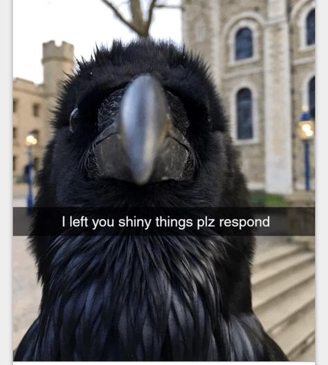 Rebecca Core, Crows And Ravens, Crows Ravens, Silly Animals, Reaction Images, Funny Animal Memes, Cute Little Animals, Reaction Pics, Animal Memes