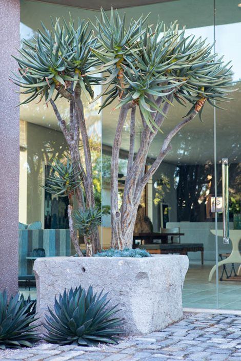 See pictures and read about this contemporary garden at a seaside home in Coronado. Discover how they made the most of limited outdoor space. Scott Shrader, Paver Ideas, Garden Pavers, Succulent Landscape Design, Paving Design, Seaside Garden, Backyard Garden Layout, Succulent Landscaping, Backyard Garden Landscape